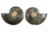 Cut/Polished Ammonite Fossil - Unusual Black Color #165487-1